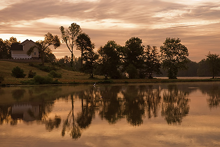 White Egret at Sunrise Over Lake Anna, Louisa County, VA 